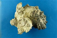 藏品(棘冠螺)的圖片